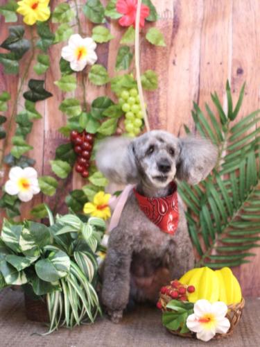 20230820さくらちゃん